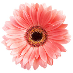 Gerber flower on white background.