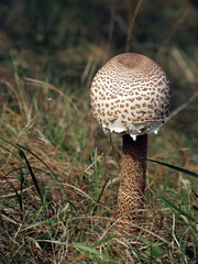 Young parasol mushroom (Macrolepiota procera)