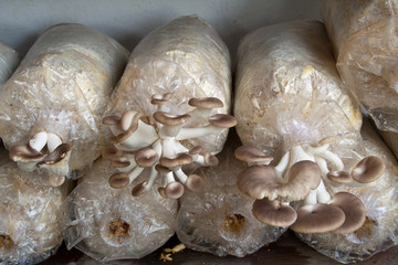 Oyster Mushroom