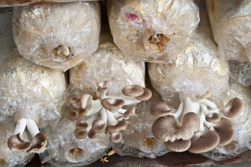 Oyster Mushroom