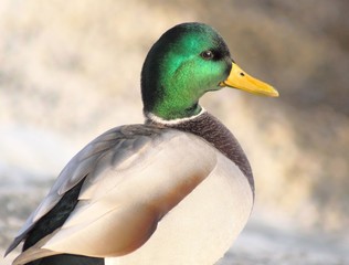 Mallard Duck male - with his distinctive markings and colours