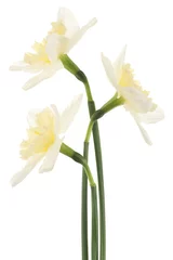 Deurstickers Narcis gele narcis