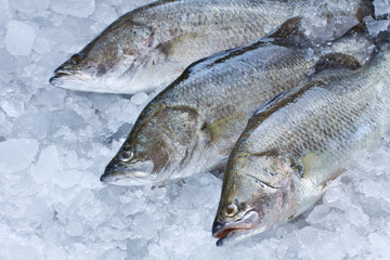 Fresh Seabass chilled on ice - 46936946