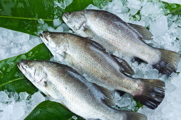 Fresh Seabass place on banana leaf and chilled on ice - 46937124