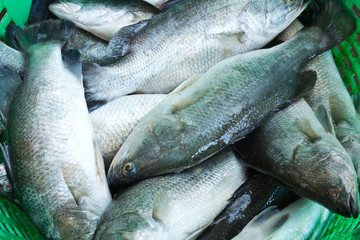 Fresh Seabass in basket