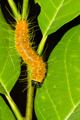 hanging caterpillar