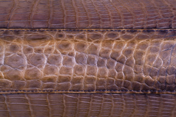 Freshwater crocodile skin texture background
