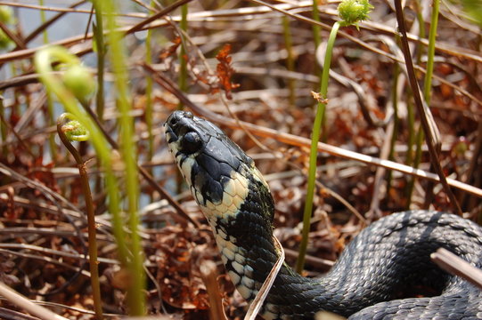 Snake