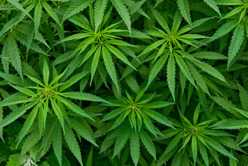 Marijuana - Powered by Adobe