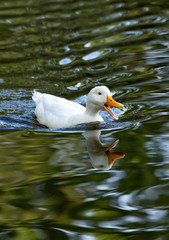Duck
