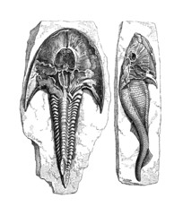 Fossil : Fish (Cephalaspis) © Erica Guilane-Nachez
