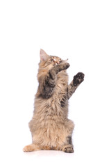 playful kitten cat isolated on white