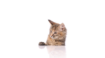 cute cat isolated on white