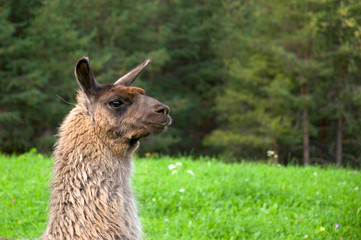 Lama © VRD
