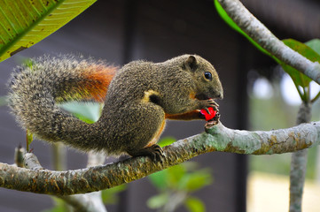 Red-tailed Squirrel eating cherry