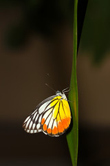 Fototapeta na wymiar Motyl odpoczynku na liści.