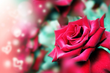 Fototapeta na wymiar Róże i Serca