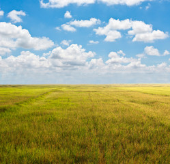Fototapeta na wymiar addy field with beautiful blue sky
