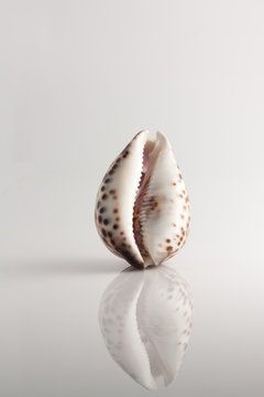 shell on white