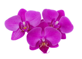 Naklejka na ściany i meble kwiaty orchidei z bliska