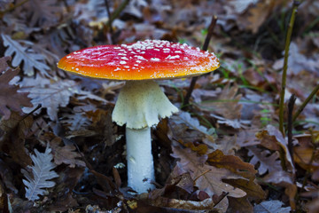 Amanita Muscaria