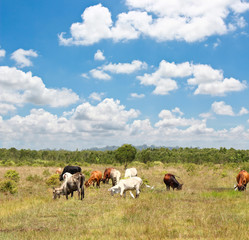 Cows on a summer pasture