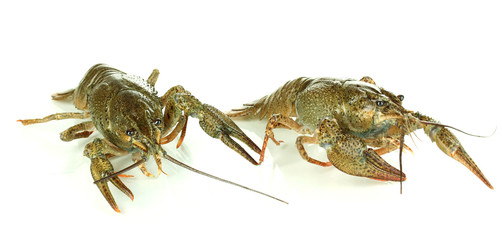 Alive crayfishes isolated on white  close-up