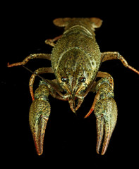 Alive crayfish isolated on black