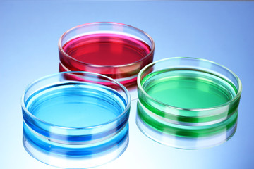 color liquid in petri dishes on blue background