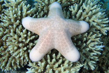 Seestern im Korallenriff