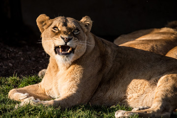 Lioness Snarling