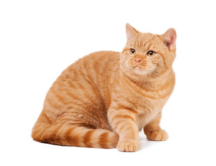 small red british kitten on white background