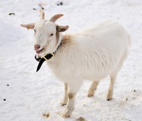 White goat outdoors in winter