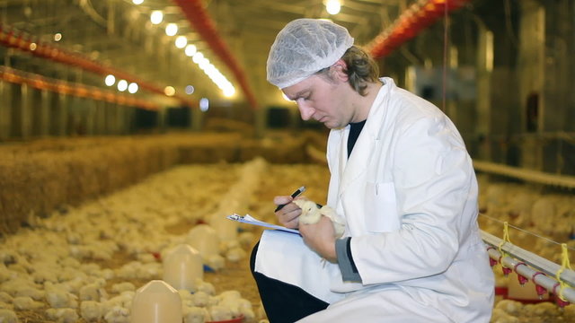 Vet working on a chicken farm