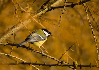 Tit - Parus major