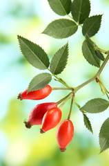 ripe hip roses on branch with leaves, on green background