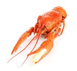 Tasty boiled crayfish with lemon isolated on white