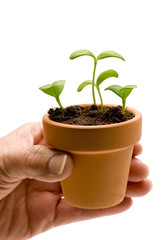 Hand Holding Small Pot With Seedlings
