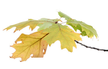 twig of oak with autumn yellow leaves, isolated on white