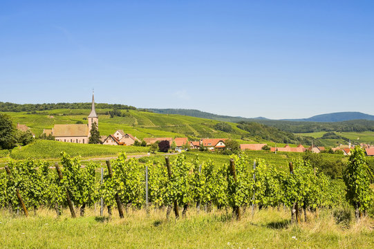 Blienschwiller (Alsace) - Vineyards