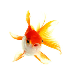 Gold fish. Isolation on the white