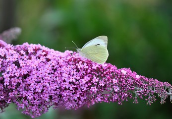 Cabbage butterfly on Lilac