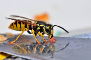 Wasp macro