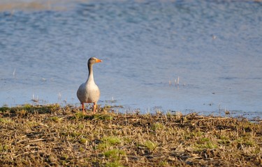 Grey Goose on the shore