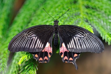 Black and red butterfly