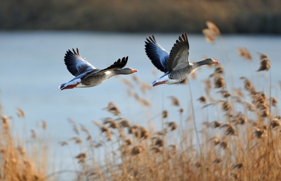 Gray geese in flight
