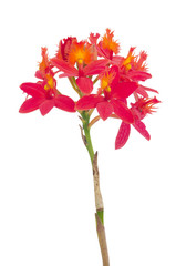Cymbidium  orchid isolated on white background