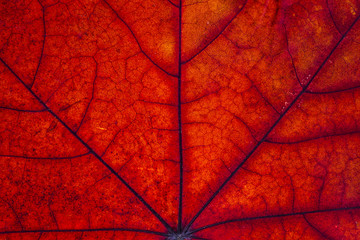 Maple leaf macro.