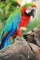 Parrot macaw[Scarlet Macaw]