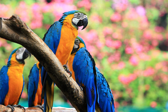 Group parrot macaws